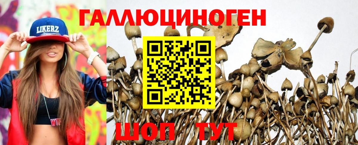 Мурино  Псилоцибиновые грибы MAGIC MUSHROOMS  Псилоцибиновые грибы Psilocybine cubensis  Вход с VPN 